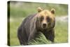 An Alaskan Brown Bear Stares Intently at Camera-John Alves-Stretched Canvas