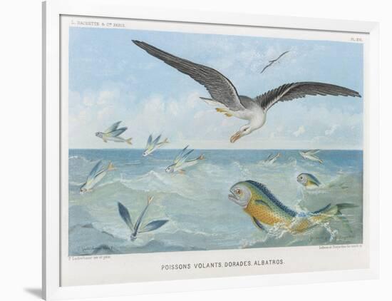 An Albatross at Sea Preying on Flying Fish-P. Lackerbauer-Framed Art Print