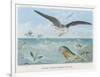 An Albatross at Sea Preying on Flying Fish-P. Lackerbauer-Framed Art Print