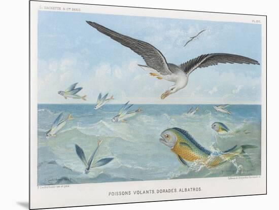 An Albatross at Sea Preying on Flying Fish-P. Lackerbauer-Mounted Art Print