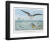 An Albatross at Sea Preying on Flying Fish-P. Lackerbauer-Framed Art Print