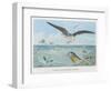 An Albatross at Sea Preying on Flying Fish-P. Lackerbauer-Framed Art Print