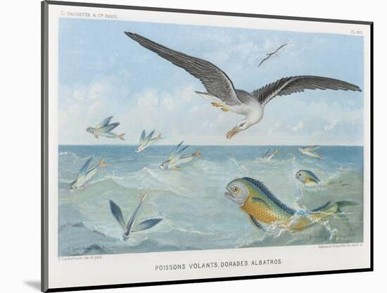 An Albatross at Sea Preying on Flying Fish-P. Lackerbauer-Mounted Art Print