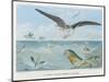 An Albatross at Sea Preying on Flying Fish-P. Lackerbauer-Mounted Art Print
