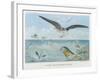 An Albatross at Sea Preying on Flying Fish-P. Lackerbauer-Framed Art Print