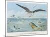 An Albatross at Sea Preying on Flying Fish-P. Lackerbauer-Mounted Art Print