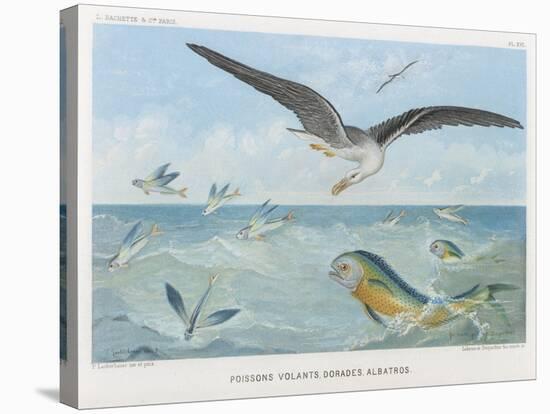 An Albatross at Sea Preying on Flying Fish-P. Lackerbauer-Stretched Canvas