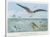 An Albatross at Sea Preying on Flying Fish-P. Lackerbauer-Stretched Canvas
