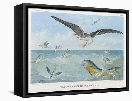 An Albatross at Sea Preying on Flying Fish-P. Lackerbauer-Framed Stretched Canvas