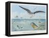 An Albatross at Sea Preying on Flying Fish-P. Lackerbauer-Framed Stretched Canvas