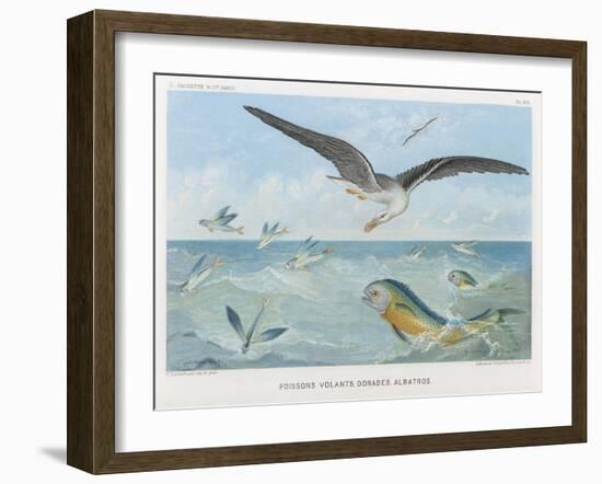 An Albatross at Sea Preying on Flying Fish-P. Lackerbauer-Framed Art Print