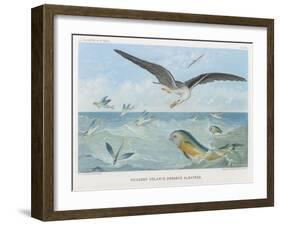 An Albatross at Sea Preying on Flying Fish-P. Lackerbauer-Framed Art Print