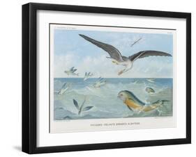 An Albatross at Sea Preying on Flying Fish-P. Lackerbauer-Framed Art Print