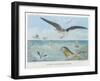 An Albatross at Sea Preying on Flying Fish-P. Lackerbauer-Framed Art Print