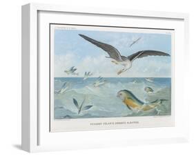 An Albatross at Sea Preying on Flying Fish-P. Lackerbauer-Framed Art Print