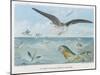 An Albatross at Sea Preying on Flying Fish-P. Lackerbauer-Mounted Art Print