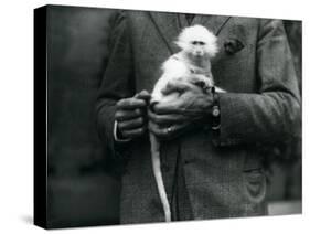 An Albino Old World Monkey, Genus Ceropithecus, Being Held at London Zoo, July 1922-Frederick William Bond-Stretched Canvas