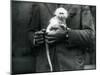 An Albino Old World Monkey, Genus Ceropithecus, Being Held at London Zoo, July 1922-Frederick William Bond-Mounted Photographic Print