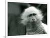 An Albino Old World Monkey, Genus Ceropithecus, Wearing a Sweater at London Zoo in July 1922 (B/W P-Frederick William Bond-Framed Giclee Print