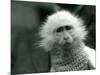 An Albino Old World Monkey, Genus Ceropithecus, Wearing a Sweater at London Zoo in July 1922 (B/W P-Frederick William Bond-Mounted Giclee Print