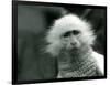 An Albino Old World Monkey, Genus Ceropithecus, Wearing a Sweater at London Zoo in July 1922 (B/W P-Frederick William Bond-Framed Giclee Print