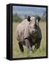 An Alert Black Rhino; Mweiga, Solio, Kenya-Nigel Pavitt-Framed Stretched Canvas