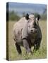 An Alert Black Rhino; Mweiga, Solio, Kenya-Nigel Pavitt-Stretched Canvas