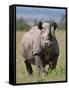 An Alert Black Rhino; Mweiga, Solio, Kenya-Nigel Pavitt-Framed Stretched Canvas