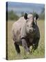 An Alert Black Rhino; Mweiga, Solio, Kenya-Nigel Pavitt-Stretched Canvas