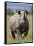 An Alert Black Rhino; Mweiga, Solio, Kenya-Nigel Pavitt-Framed Stretched Canvas