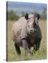 An Alert Black Rhino; Mweiga, Solio, Kenya-Nigel Pavitt-Stretched Canvas