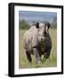 An Alert Black Rhino; Mweiga, Solio, Kenya-Nigel Pavitt-Framed Photographic Print