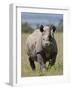 An Alert Black Rhino; Mweiga, Solio, Kenya-Nigel Pavitt-Framed Photographic Print