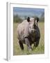 An Alert Black Rhino; Mweiga, Solio, Kenya-Nigel Pavitt-Framed Photographic Print