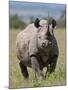 An Alert Black Rhino; Mweiga, Solio, Kenya-Nigel Pavitt-Mounted Photographic Print