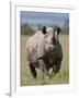 An Alert Black Rhino; Mweiga, Solio, Kenya-Nigel Pavitt-Framed Photographic Print