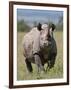 An Alert Black Rhino; Mweiga, Solio, Kenya-Nigel Pavitt-Framed Photographic Print