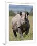 An Alert Black Rhino; Mweiga, Solio, Kenya-Nigel Pavitt-Framed Photographic Print