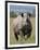 An Alert Black Rhino; Mweiga, Solio, Kenya-Nigel Pavitt-Framed Photographic Print