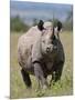 An Alert Black Rhino; Mweiga, Solio, Kenya-Nigel Pavitt-Mounted Photographic Print