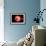 An Alien Planet and its Moon in Orbit around a Red Giant Star-null-Framed Premium Giclee Print displayed on a wall