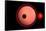 An Alien Planet and its Moon in Orbit around a Red Giant Star-null-Framed Stretched Canvas