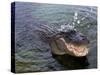 An Alligator Leaps from the Water in the Louisiana Bayou-null-Stretched Canvas