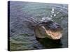 An Alligator Leaps from the Water in the Louisiana Bayou-null-Stretched Canvas