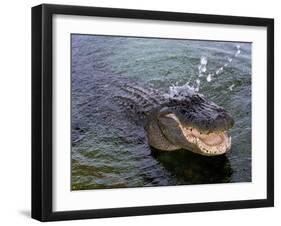 An Alligator Leaps from the Water in the Louisiana Bayou-null-Framed Photographic Print