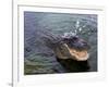 An Alligator Leaps from the Water in the Louisiana Bayou-null-Framed Photographic Print