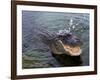 An Alligator Leaps from the Water in the Louisiana Bayou-null-Framed Photographic Print