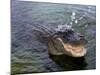 An Alligator Leaps from the Water in the Louisiana Bayou-null-Mounted Photographic Print