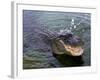 An Alligator Leaps from the Water in the Louisiana Bayou-null-Framed Photographic Print