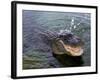 An Alligator Leaps from the Water in the Louisiana Bayou-null-Framed Photographic Print